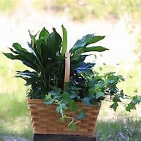 Potted green plant arrangement in a woven basket