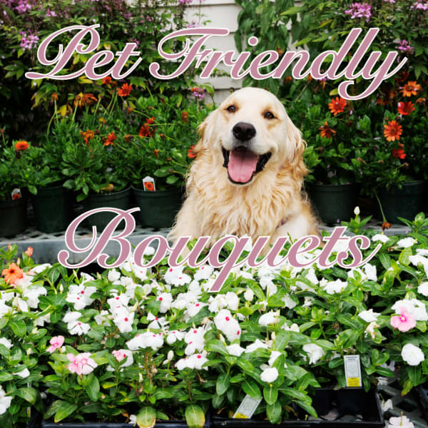 Golden retriever in front of potted flowering plants with "Pet Friendly Bouquets" text