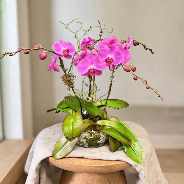 Pink orchids arranged in a clear glass bowl with broad green leaves
