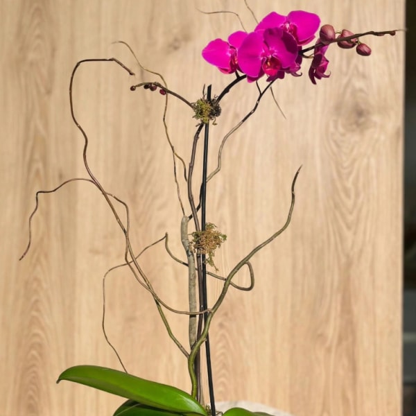 Magenta orchid arrangement in a clear glass vase with curly branches