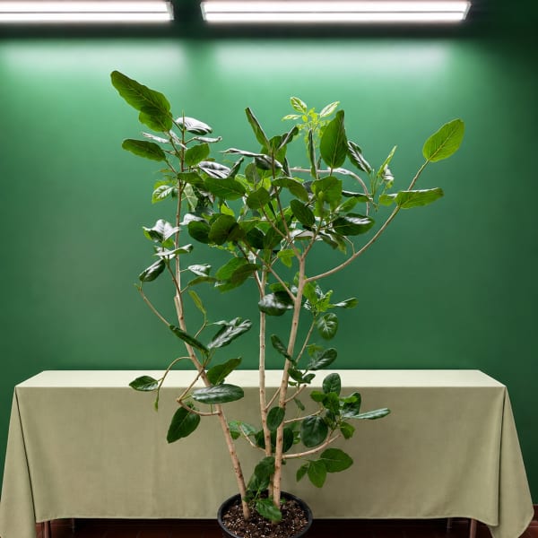 Potted indoor tree with glossy green leaves in a black nursery pot