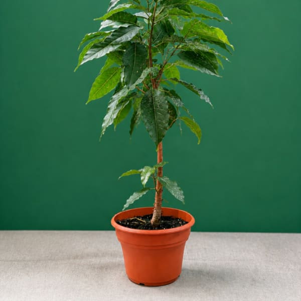 Potted indoor tree with glossy green leaves in an orange plastic pot