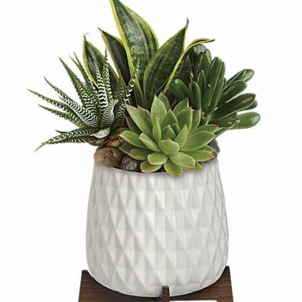 Succulent arrangement in a white textured pot on a wooden stand