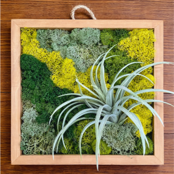 Framed moss wall art with a small air plant attached