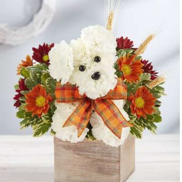 a-Dog-able For Fall