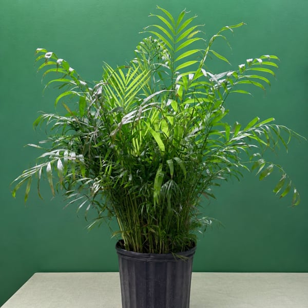 Potted palm plant with arching fronds in a black nursery pot