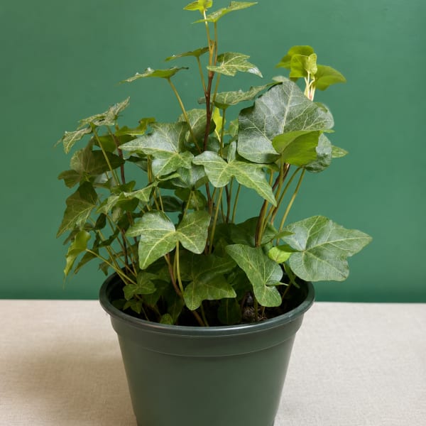 English Ivy (Hedera helix)