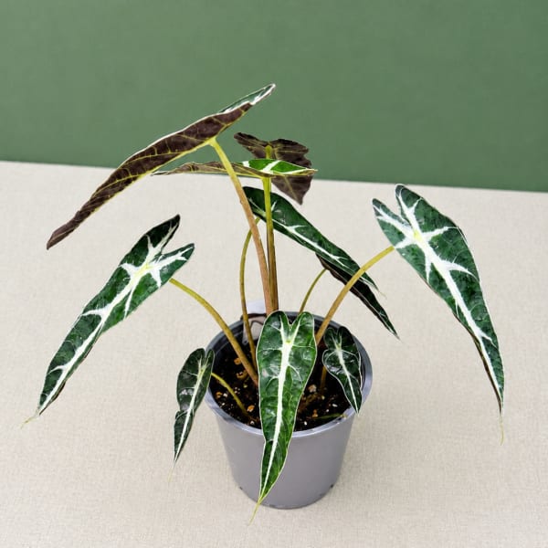 Potted plant with long variegated green and white leaves in a gray pot