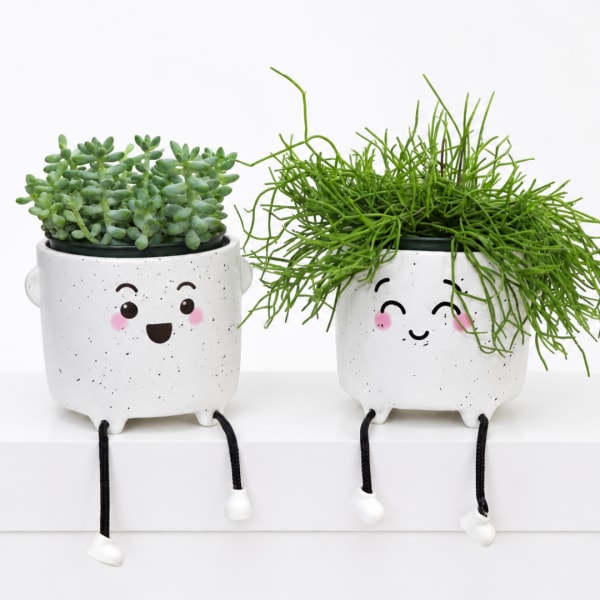 Two small potted succulents in smiling white planters with dangling legs