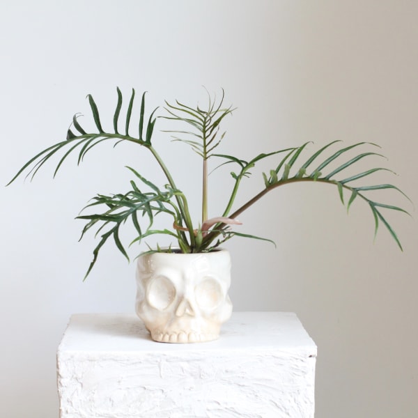Potted plant in a skull-shaped ceramic planter