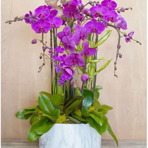 Purple orchids arranged in a white planter with green foliage