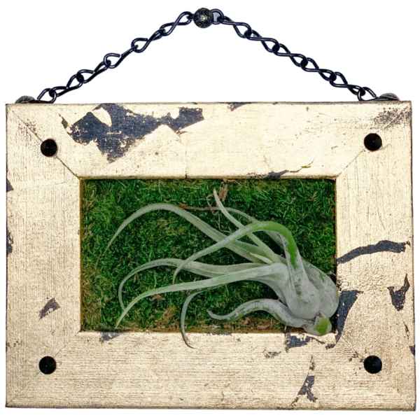 Airplants / Art Wall / Caput-Medusae