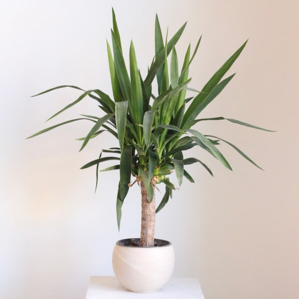 Potted dracaena plant with long green leaves in a white ceramic pot