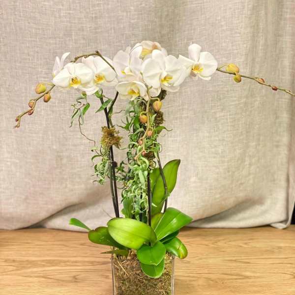 White orchid arrangement in a clear square vase with moss