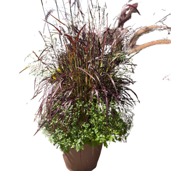 Tall ornamental grass arrangement in a brown planter