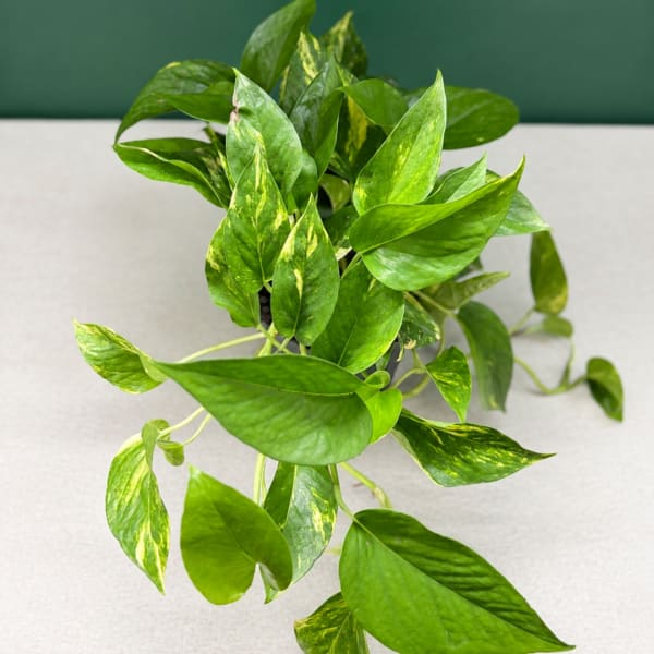 Potted trailing plant with bright green variegated leaves