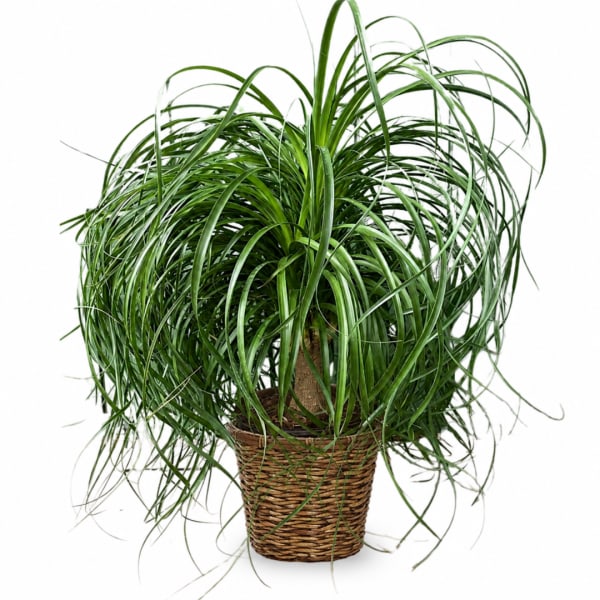 Potted ponytail palm in a woven basket planter
