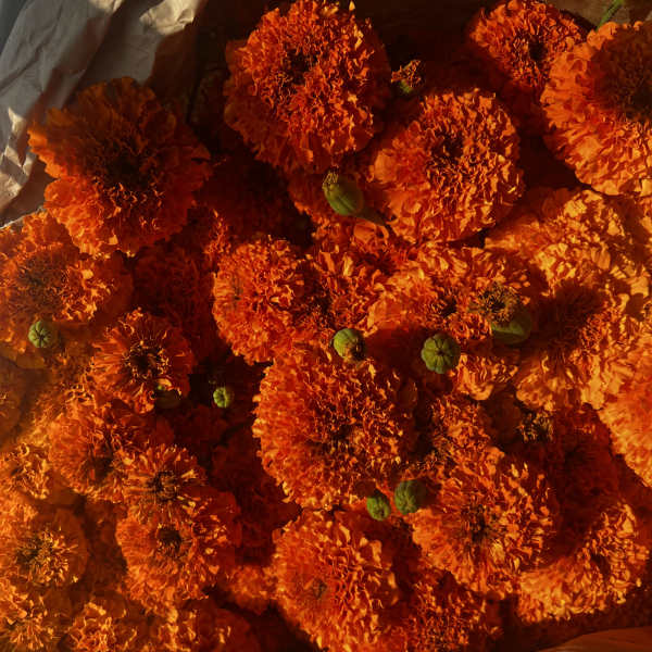 Marigold bouquet (cempasúchil)