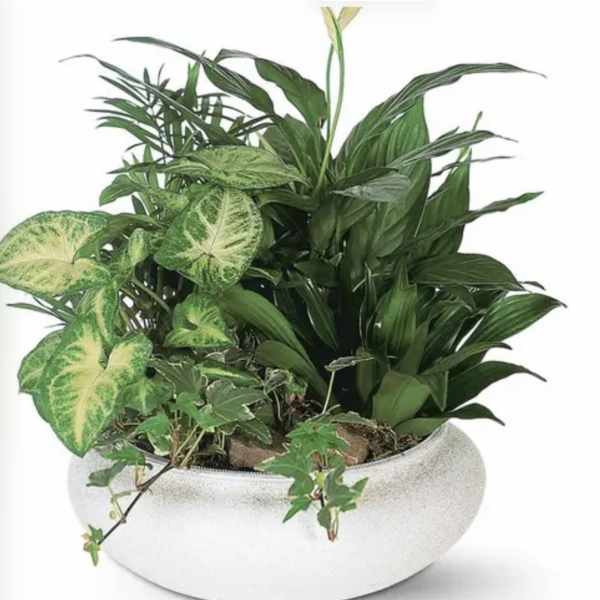 Small green planter