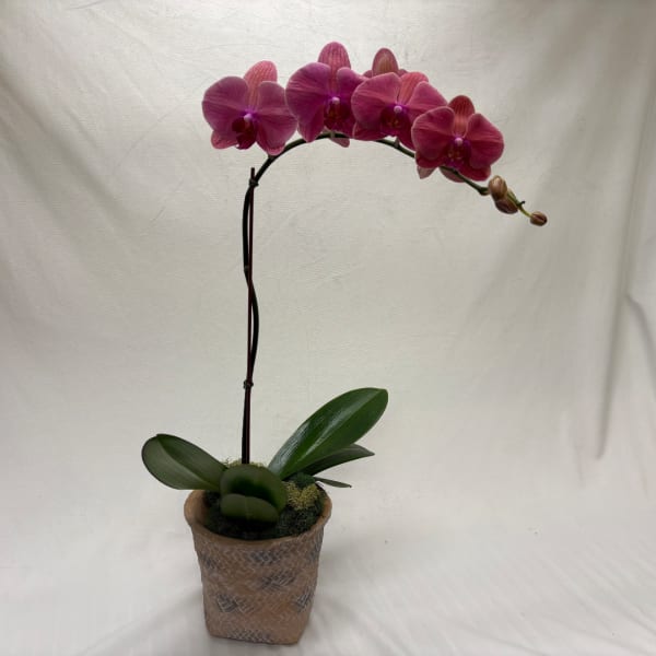 Potted pink orchid with a tall arching stem and broad green leaves