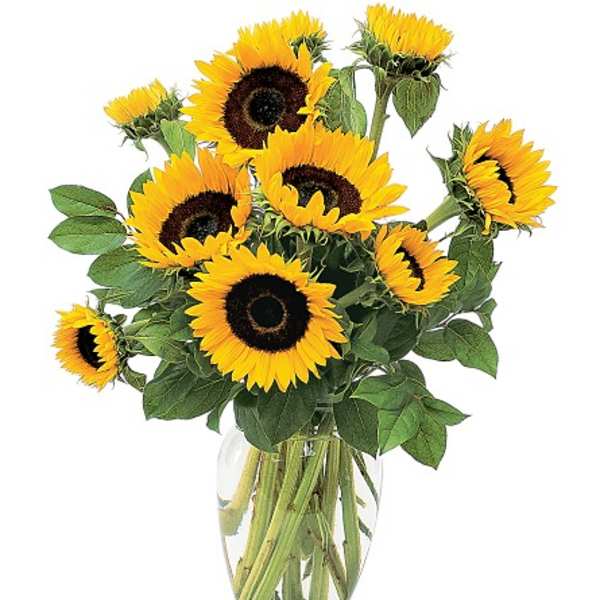 Sunflower bouquet in a clear glass vase