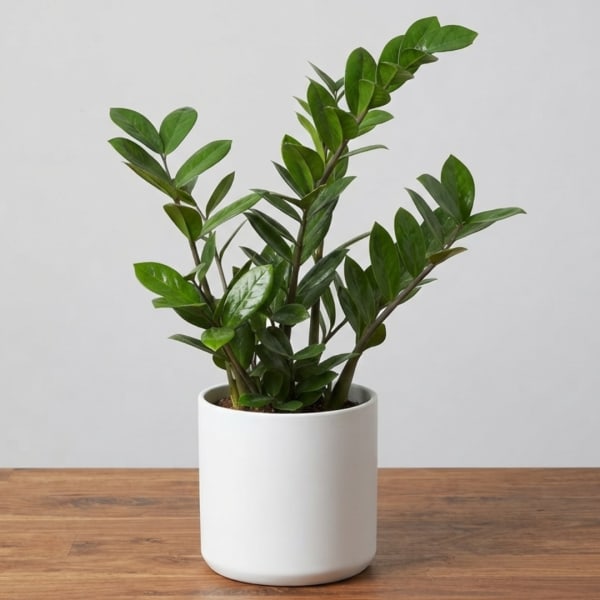 Potted green houseplant in a white ceramic pot on a wooden surface