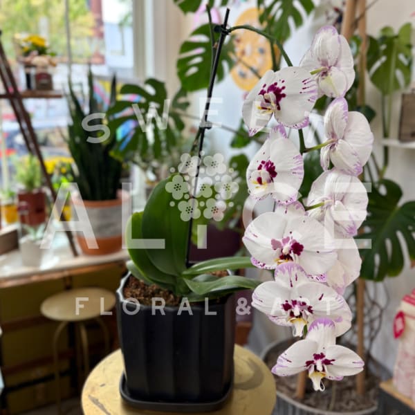 White orchid plant with purple-speckled blooms in a black pot