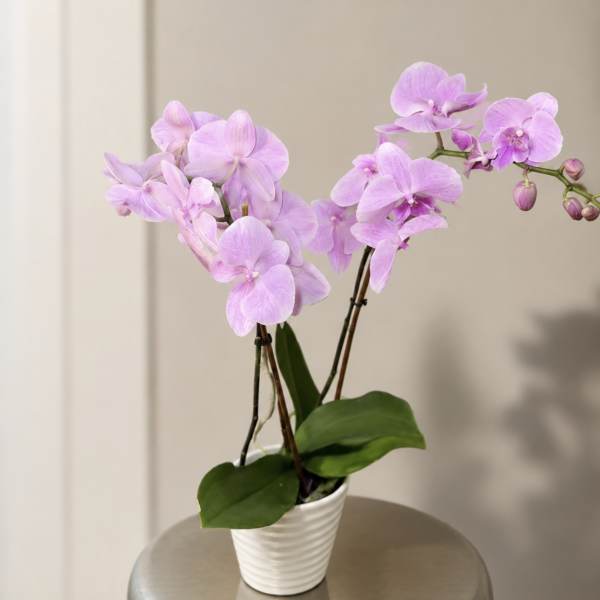 Pink orchid plant in a white pot on a stool