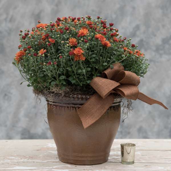 Mum Pot