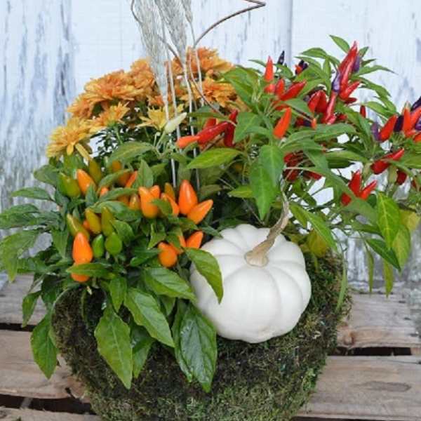 Harvest Planter