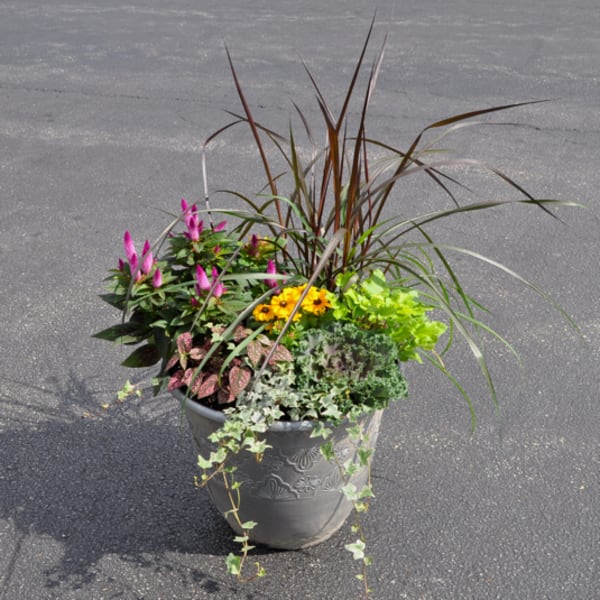 Outdoor planter with pink and yellow flowers, ornamental grass, and trailing ivy in a gray pot