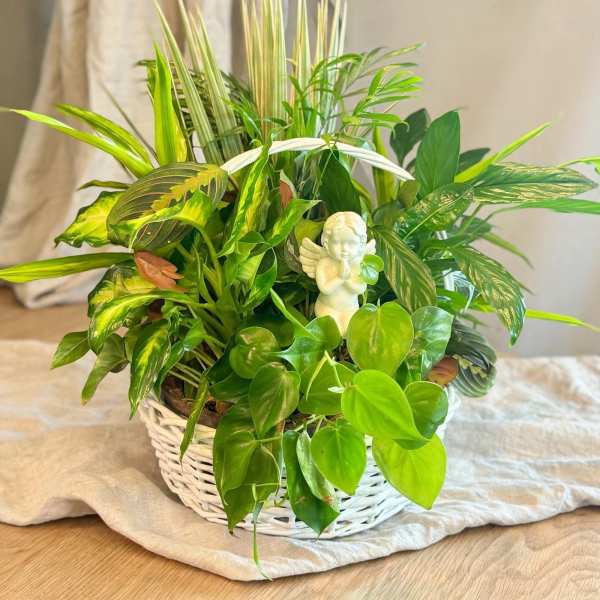 Mixed green houseplants in a white wicker basket with a small angel figurine