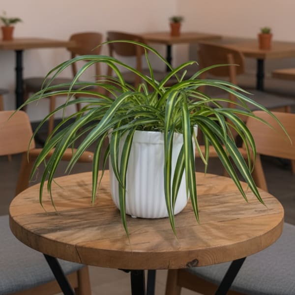 Potted spider plant in a white ceramic pot on a wooden table