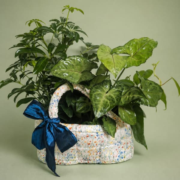 Potted green houseplant in a floral fabric basket with a blue ribbon bow