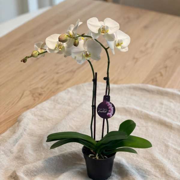 White orchid plant in a black pot with broad green leaves
