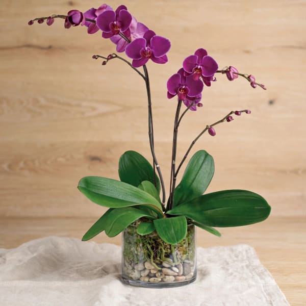 Purple orchid plant in a glass vase with pebbles