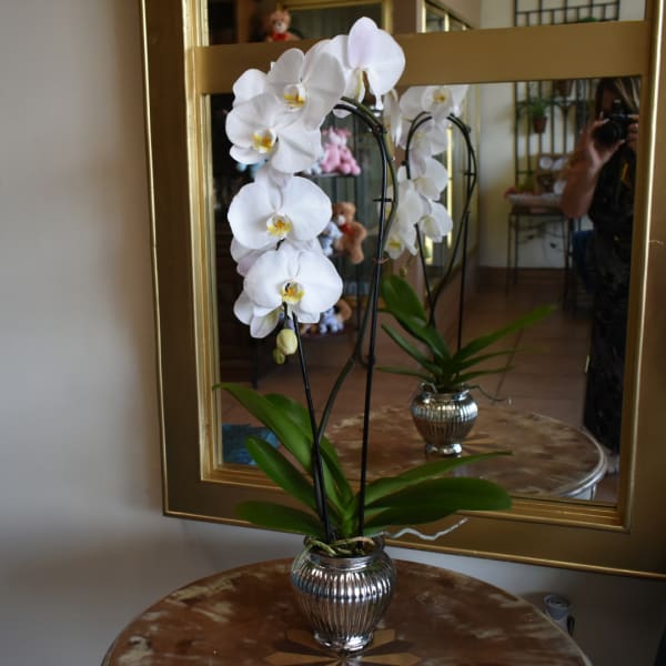 White orchid plant in a silver vase on a table