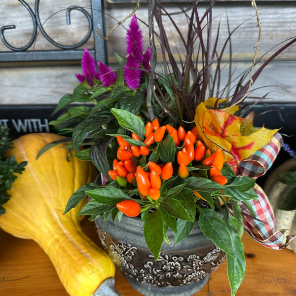 Potted ornamental pepper plant with purple celosia in a decorative container