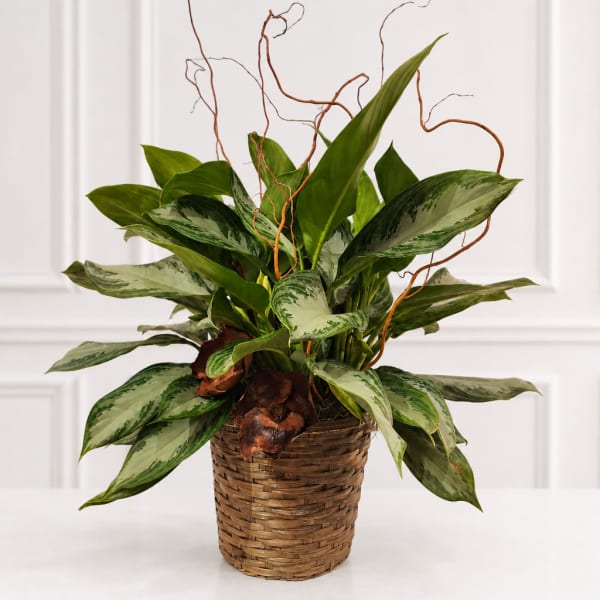 Potted leafy plant in a woven basket with curly decorative branches