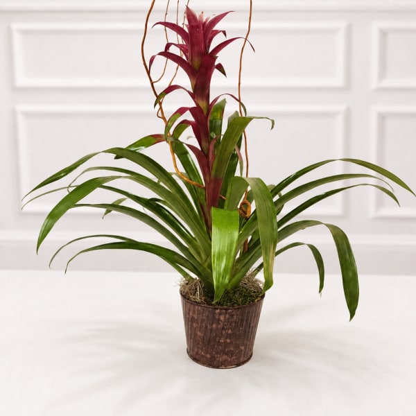 Potted bromeliad plant with red center and arching green leaves