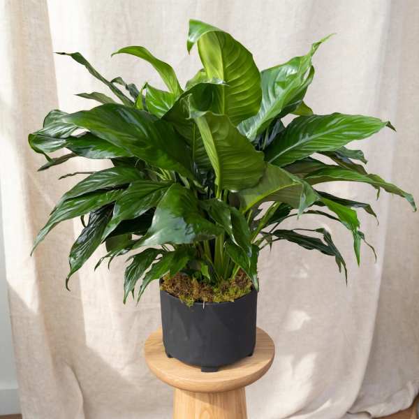 Potted green houseplant with broad glossy leaves in a black container