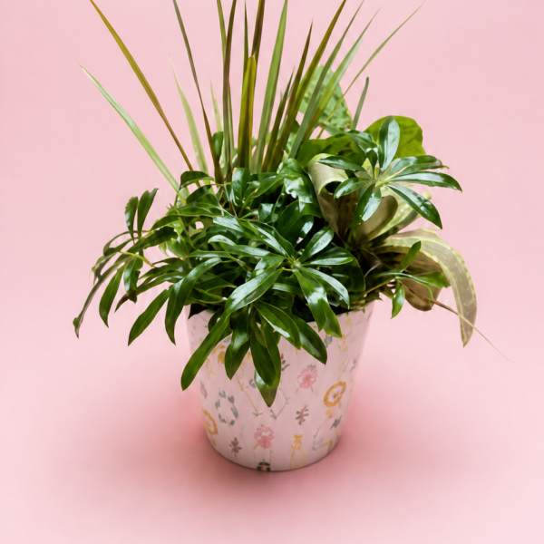 Potted green houseplant in a patterned ceramic pot on a pink background