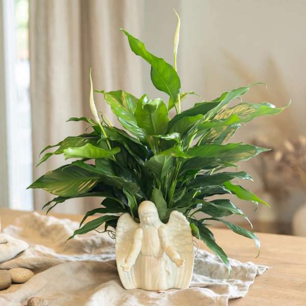 Potted peace lily in a white angel-shaped planter on a table