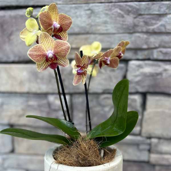 Potted orchid arrangement in a cream planter with a home blessing plaque