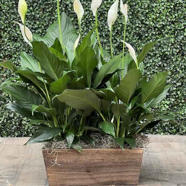 PEACE LILY PLANTER