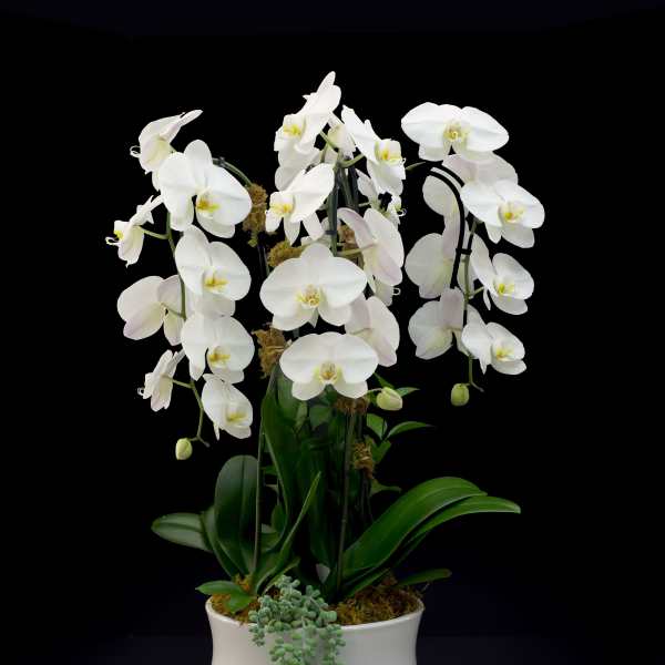 Orchid Plant | Quad | White