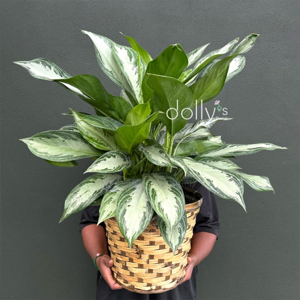 Potted variegated green plant in a woven basket held by a person