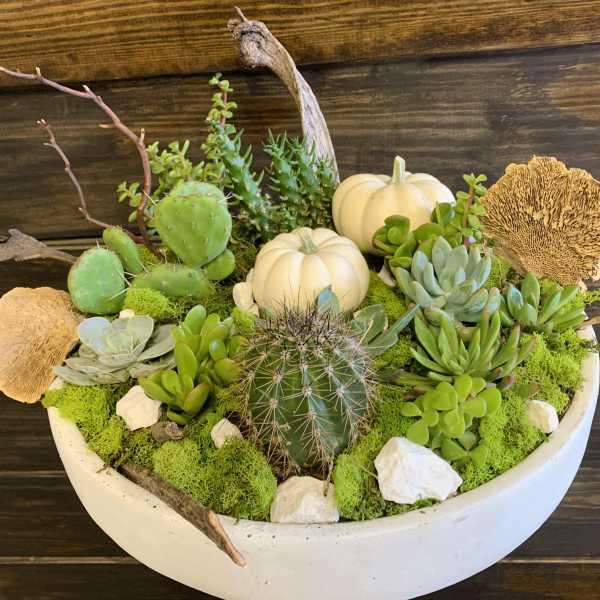 Contemporary succulent and cactus fall Zane bowl