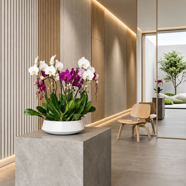 White and purple orchids in a white bowl planter on a pedestal