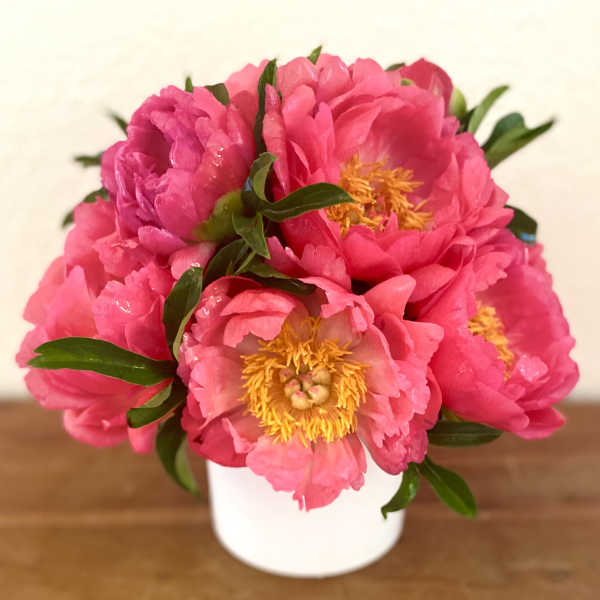 Bright pink peony bouquet in a white vase